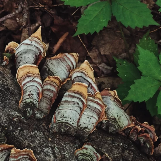 false turkey tail mushroom observed at Cool Creek Park