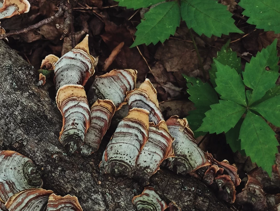 false turkey tail mushroom observed at Cool Creek Park