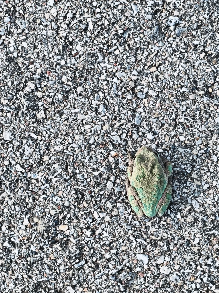 a grey-green tree frog on a asphalt road